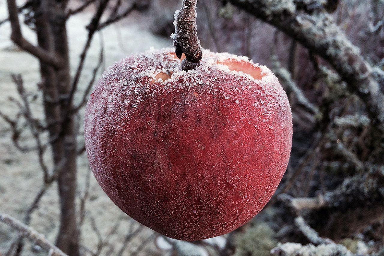 VIDEO | Voćari zbog mraza strahuju za kruške i jabuke