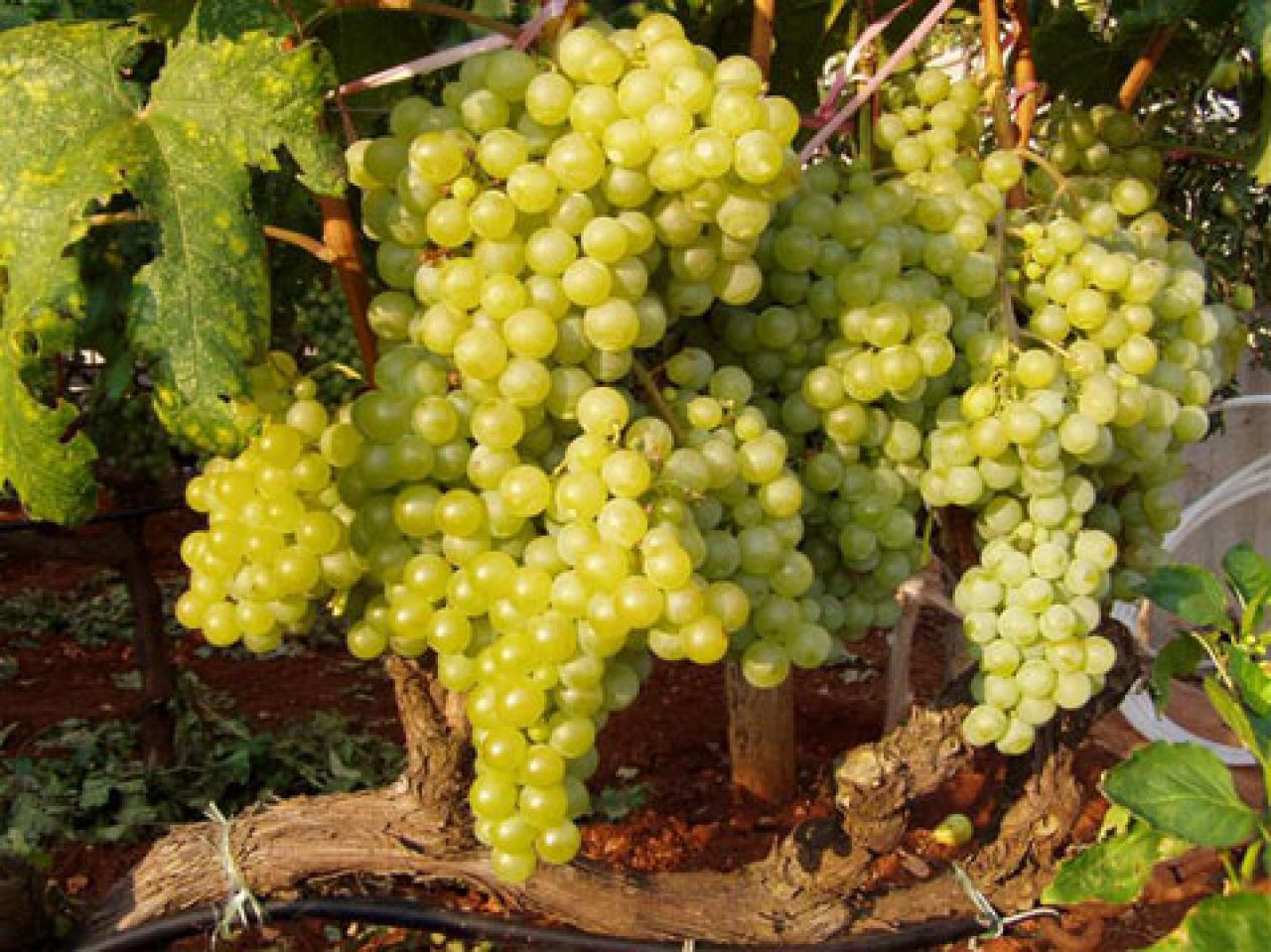 Otkrivena nova vrsta vinove loze