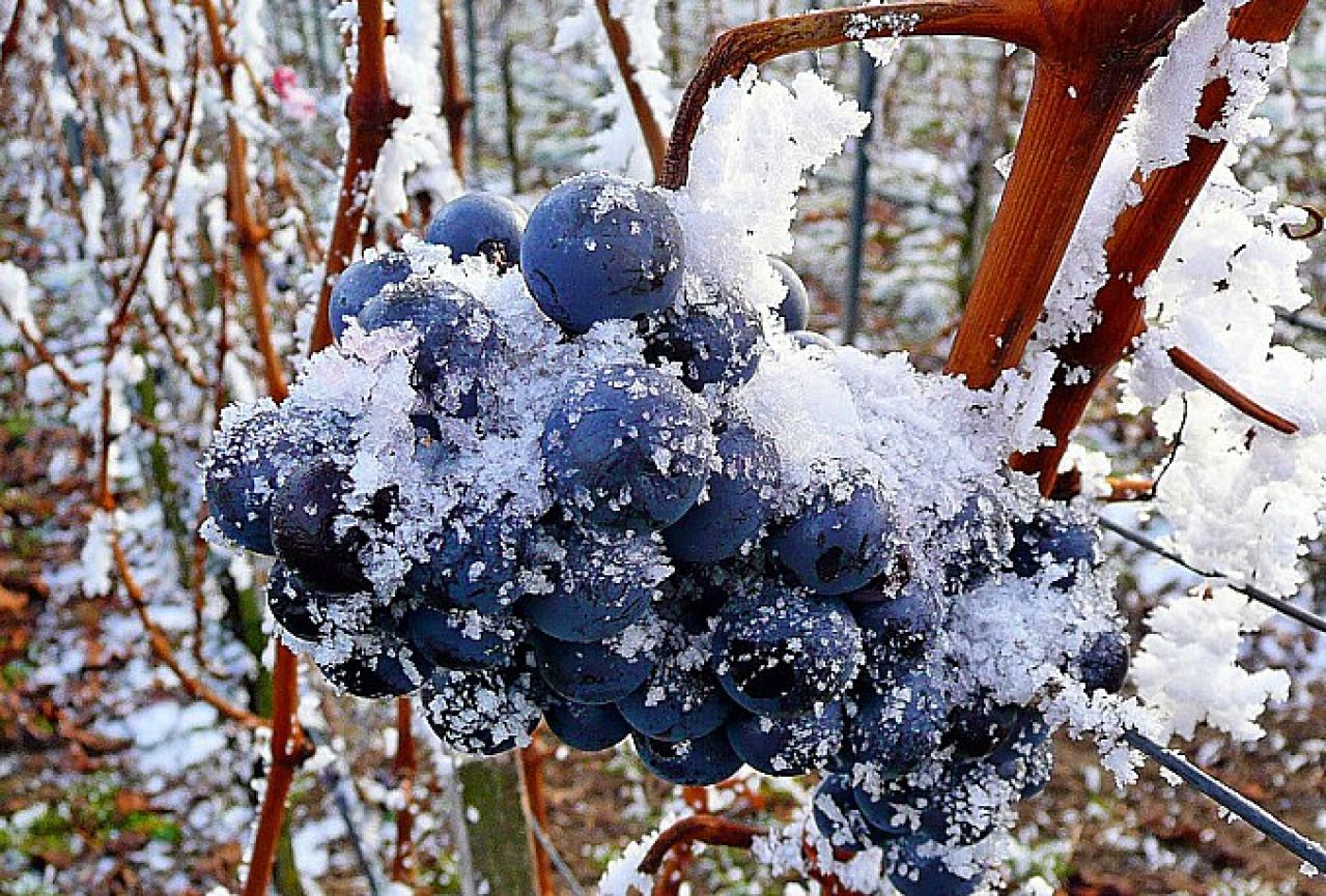 Brotnjo: Niske temperature uništile vinograde