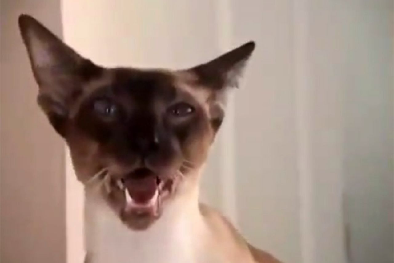 VIDEO: Ova sijamska mačka će vas natjerati da se nasmijete