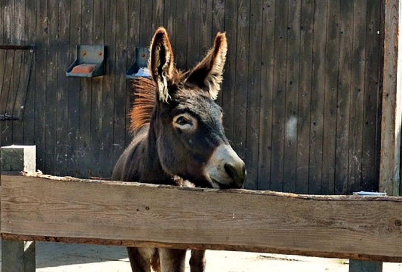 Tomislavgrad: Dresirali magarca da krade ogrjev