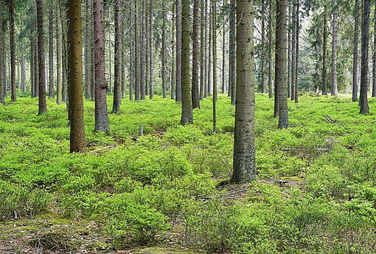 Šumarija Glamoč posadila 46 800 sadnica bora