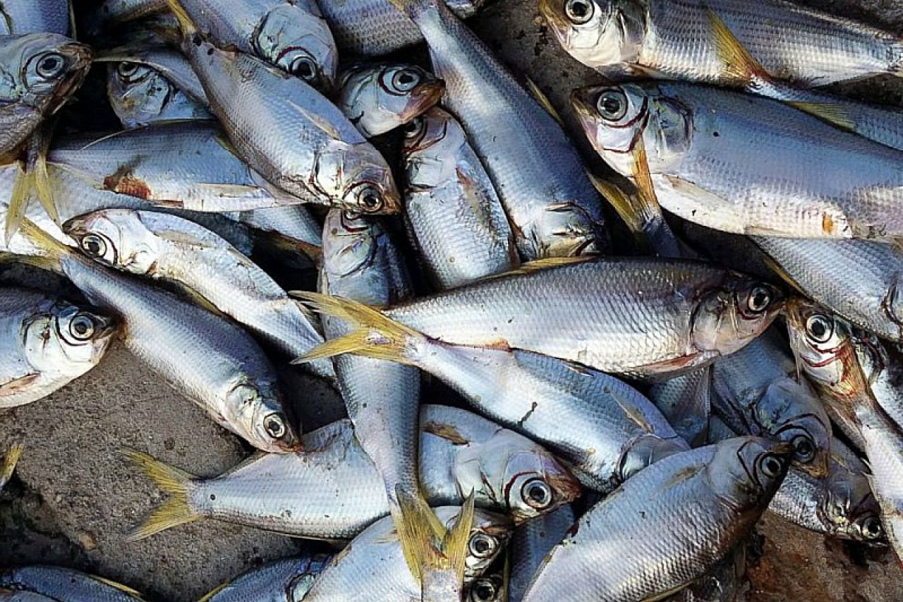 puno riba u moru preko interneta cotonou Benin prevare za upoznavanje