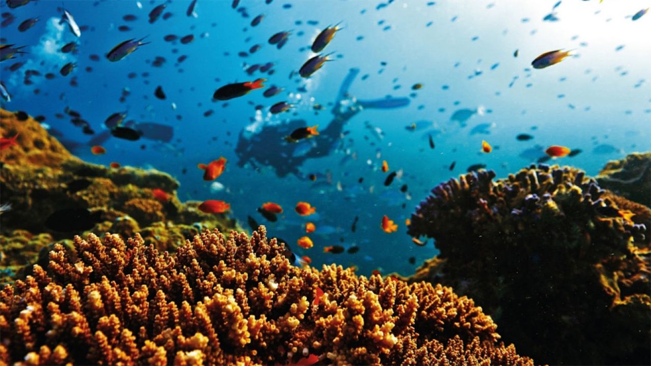 Proglašena uzbuna: Izumiru sredozemni koralji