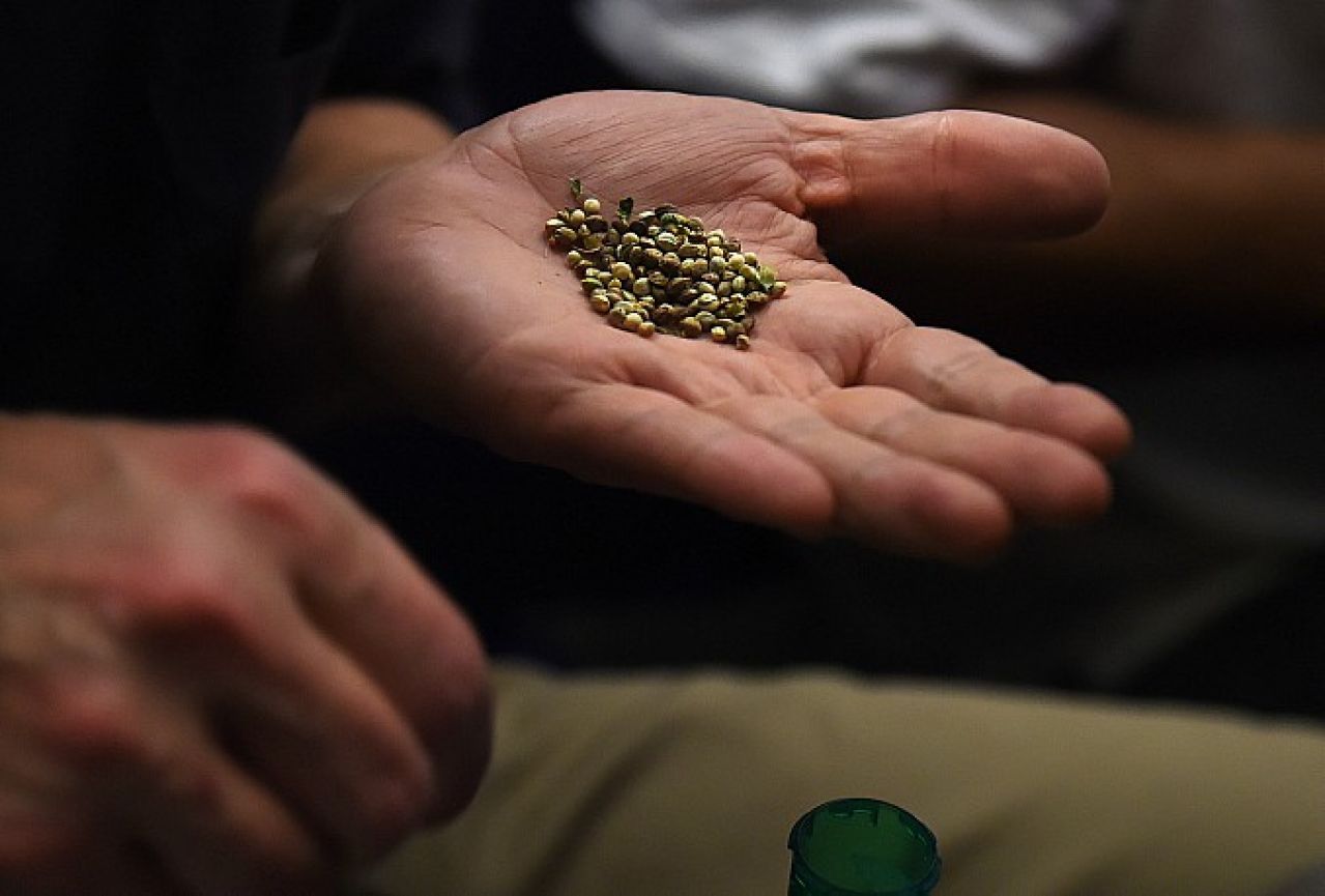 'Poljoprivredniku' iz BiH oduzete sjemenke marihuane na Kamenskom