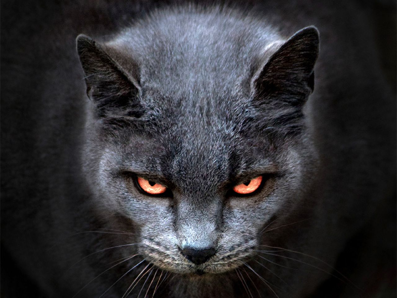 Mačke znaju kada su zli duhovi u kući i upozoravaju vas 