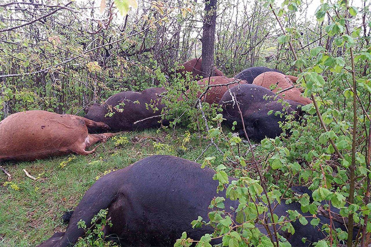 Grom u Rami ubio devet krava
