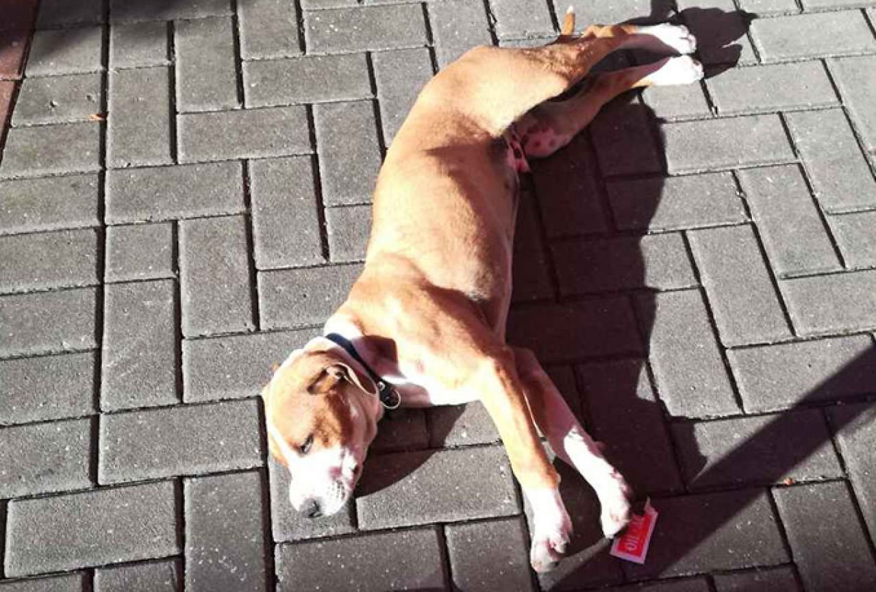 Mostar: Pronađen umiljat pas sa ogrlicom