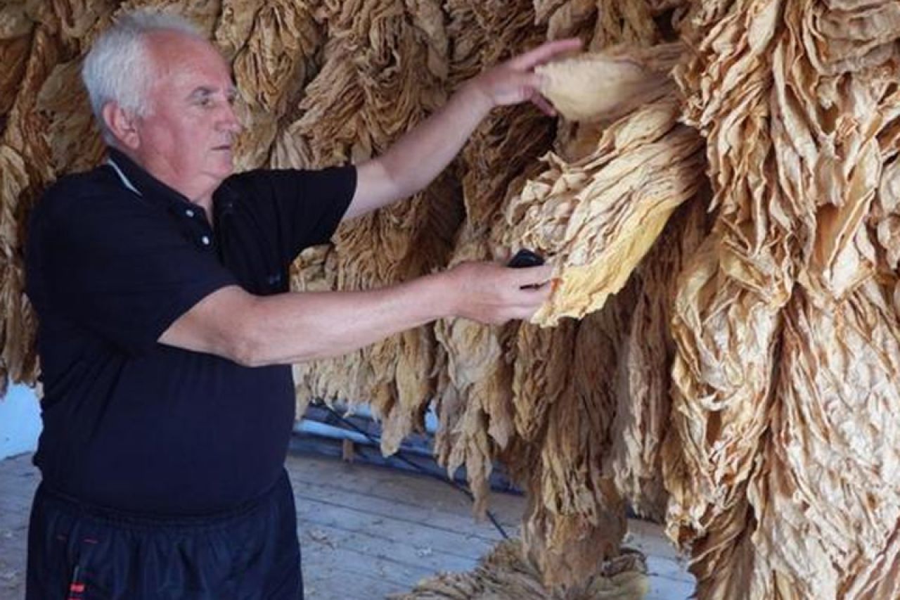 Proizvođači duhana u Hercegovini strahuju od zatvora zbog uzgoja