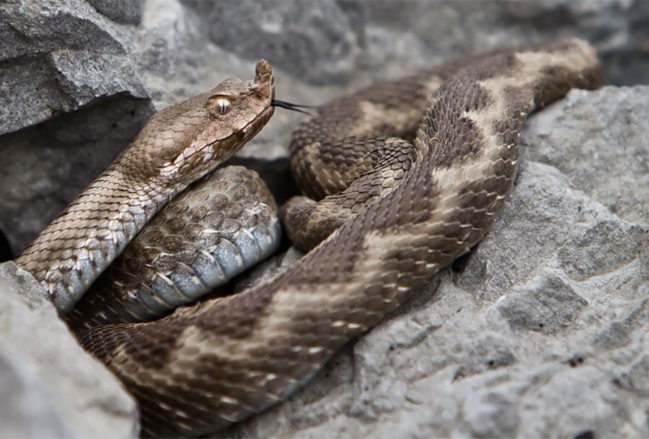 Sve o bosanskohercegovačkim zmijama otrovnicama