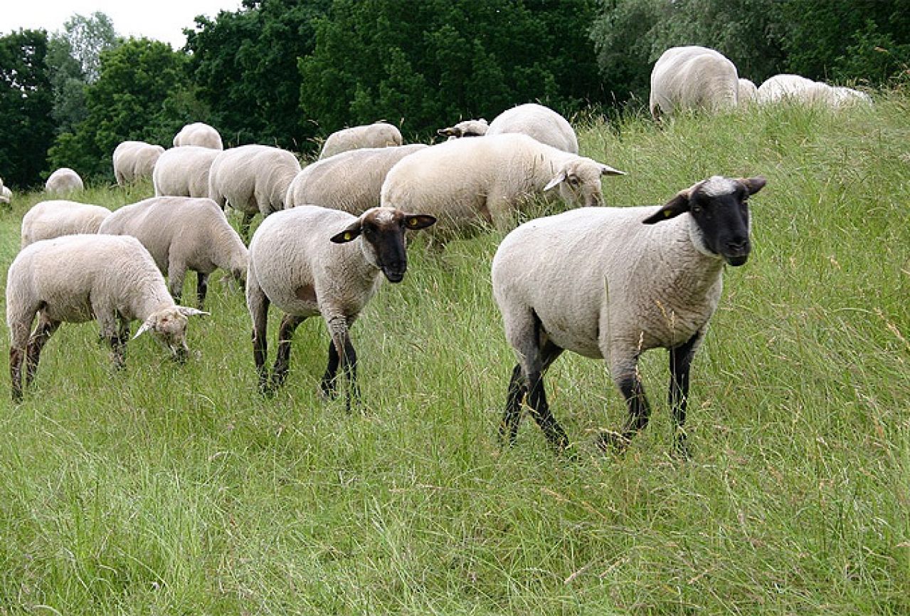 Livno: Kako povećati proizvodnju ovčjeg mlijeka