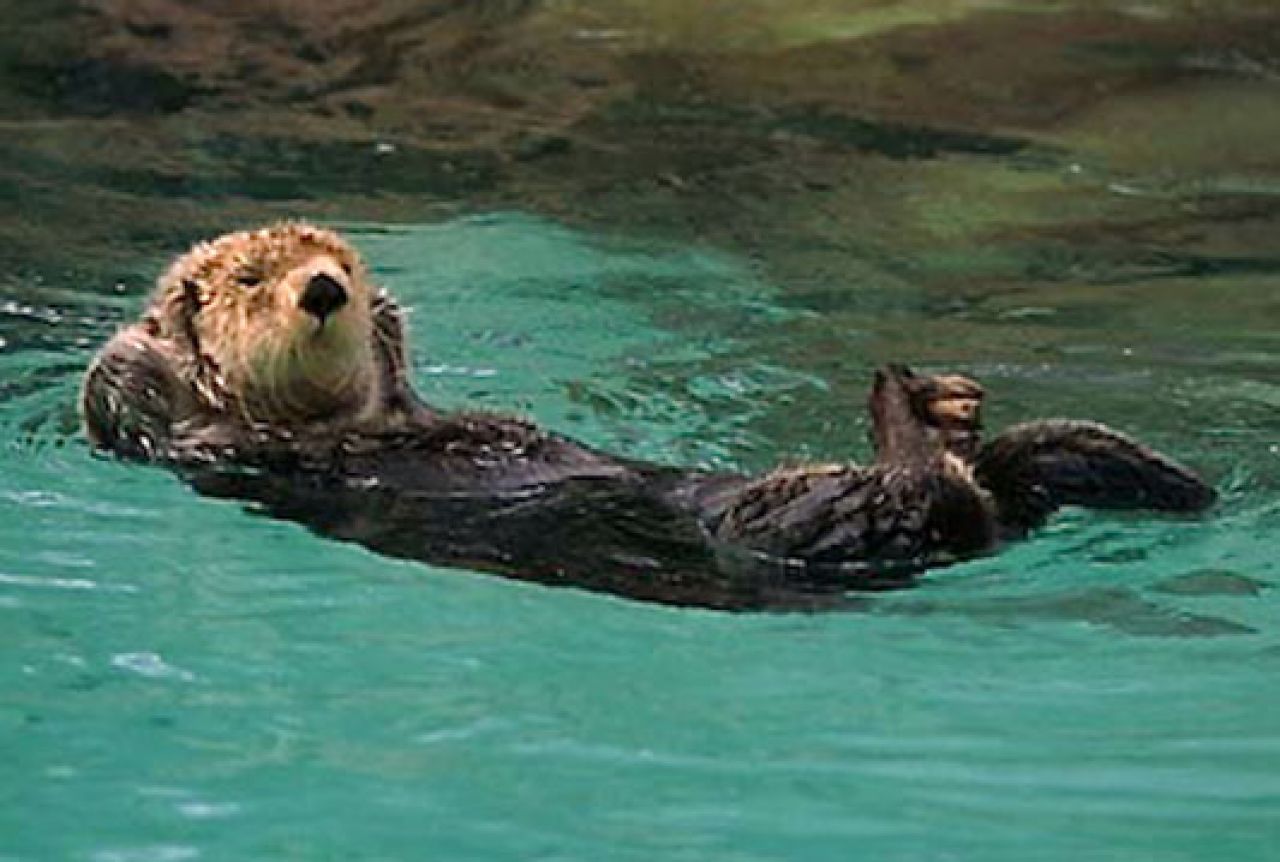 Водоплавающая выдра. Выдра речная. Животные которые плавают. Животные которые плавают в воде. Речной бобр, выдра.