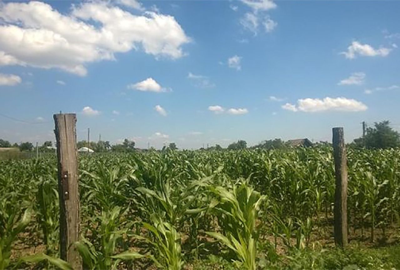 Građani BiH unajmljuju zaštitarske agencije da čuvaju i kukuruz u polju