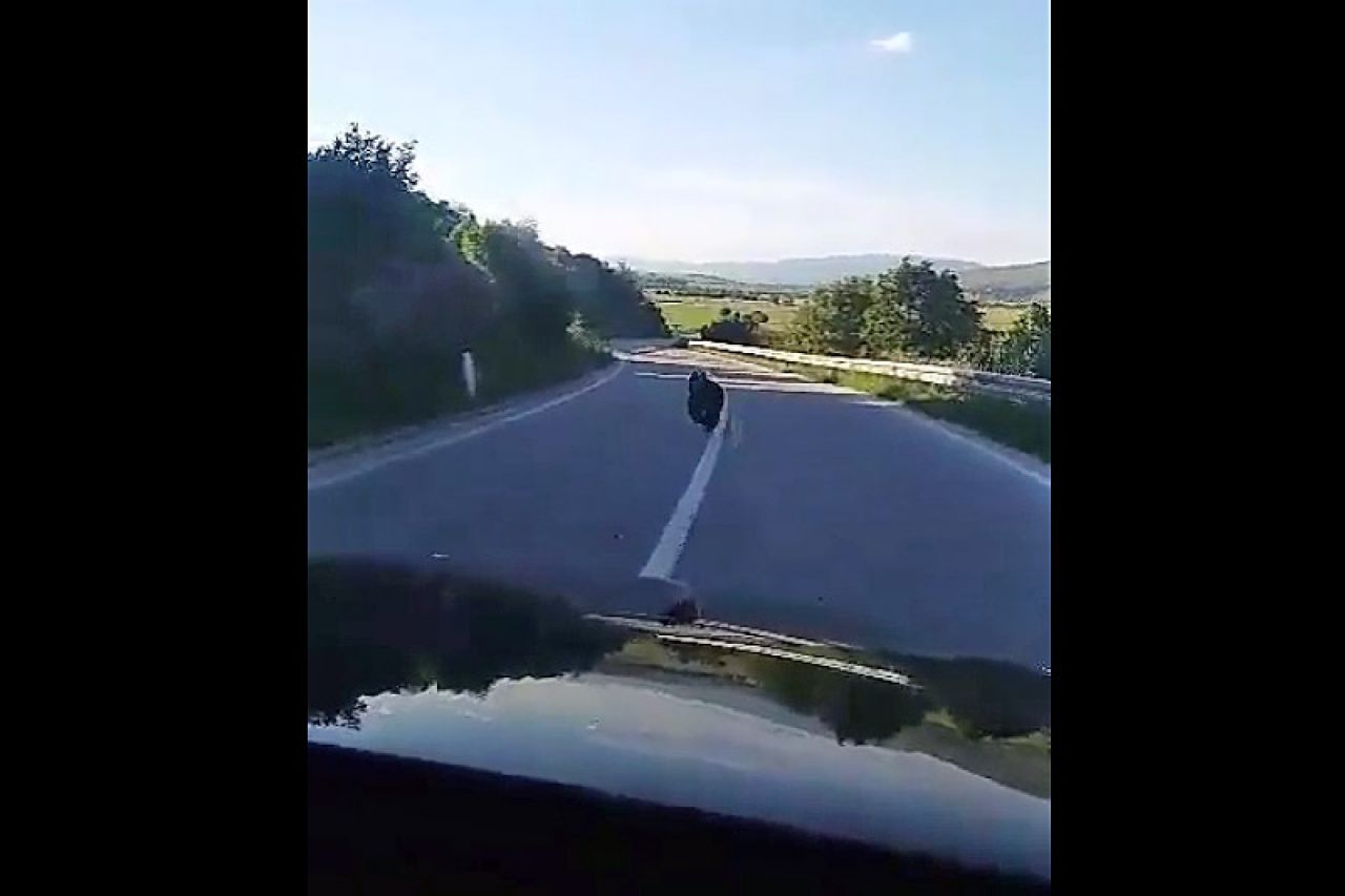 VIDEO | Livno - Glamoč: Medvjed trčao cestom ispred automobila