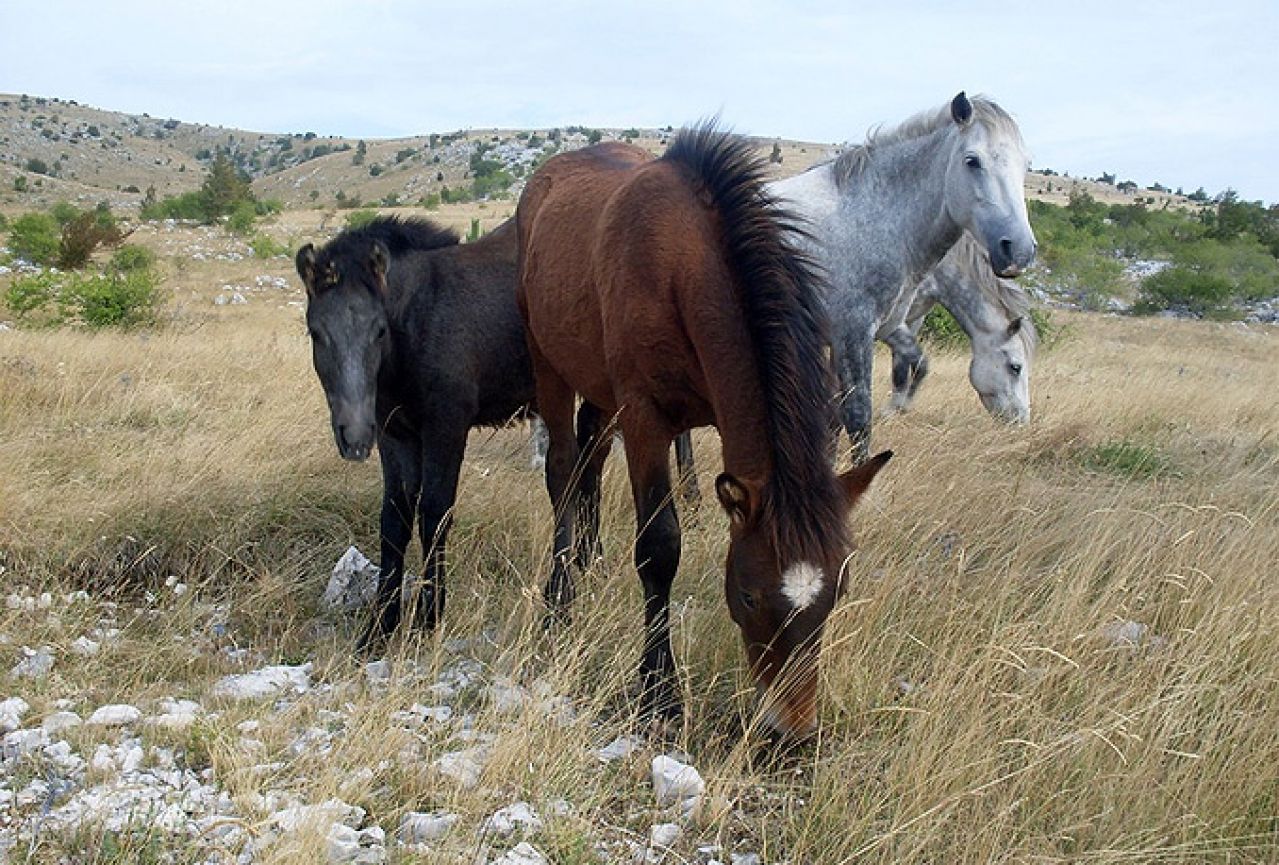 Divlji konji na Bilima bi mogli ostati bez vode