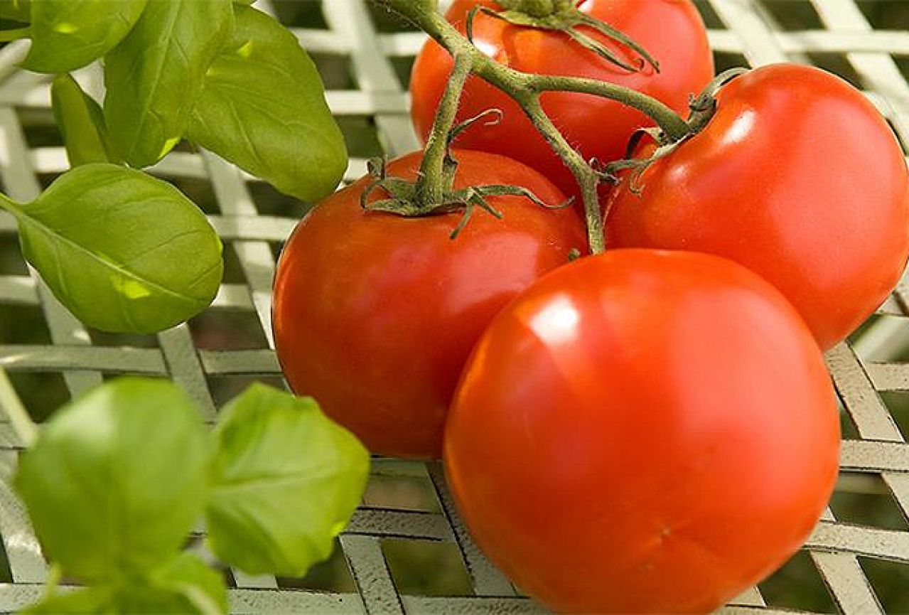 Proizvodnja rajčice u dolini Neretve postaje upitna