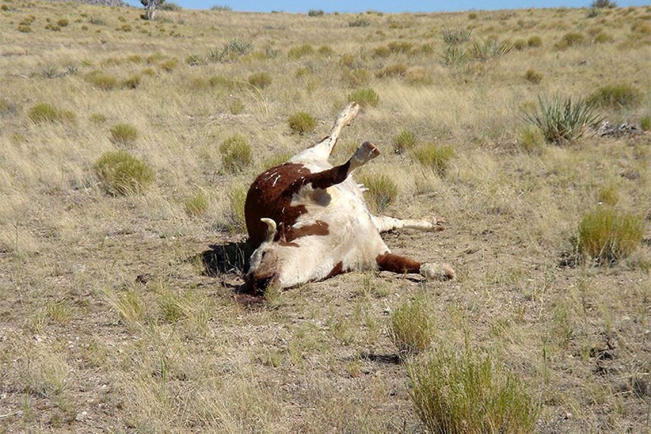 Grom ubio krave, šteta 6.000 eura