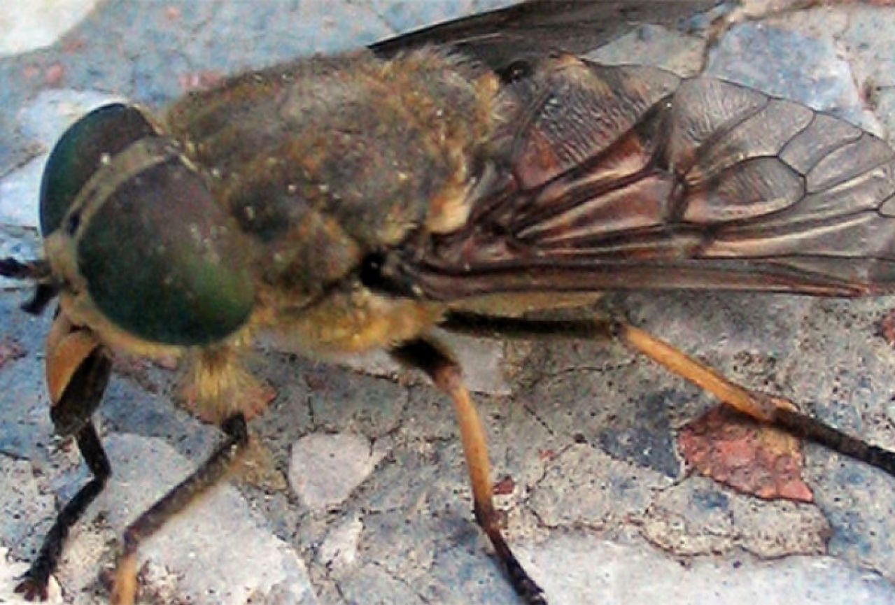Slavonija u panici: komarce su zamijenili drugi mnogo opasniji insekti