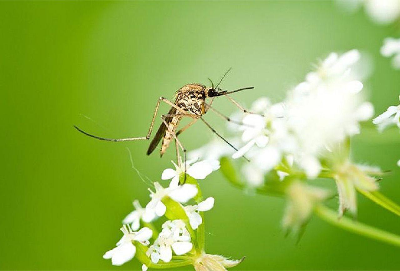 Na jednostavan način zaštite dom od komaraca
