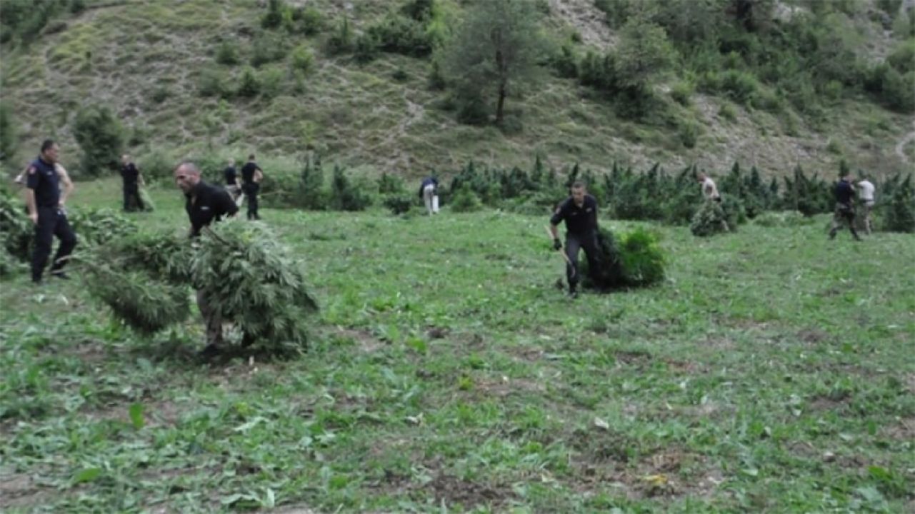 VIDEO | Zapaljeno 576 plantaža 'albanke'