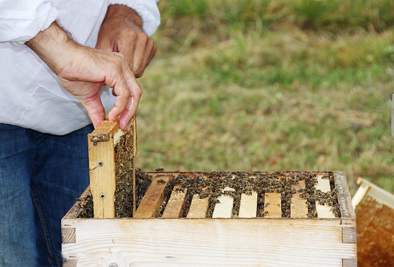 Pčelari zabrinuti: Medvjedi napadaju pčelinjake u Hercegovini