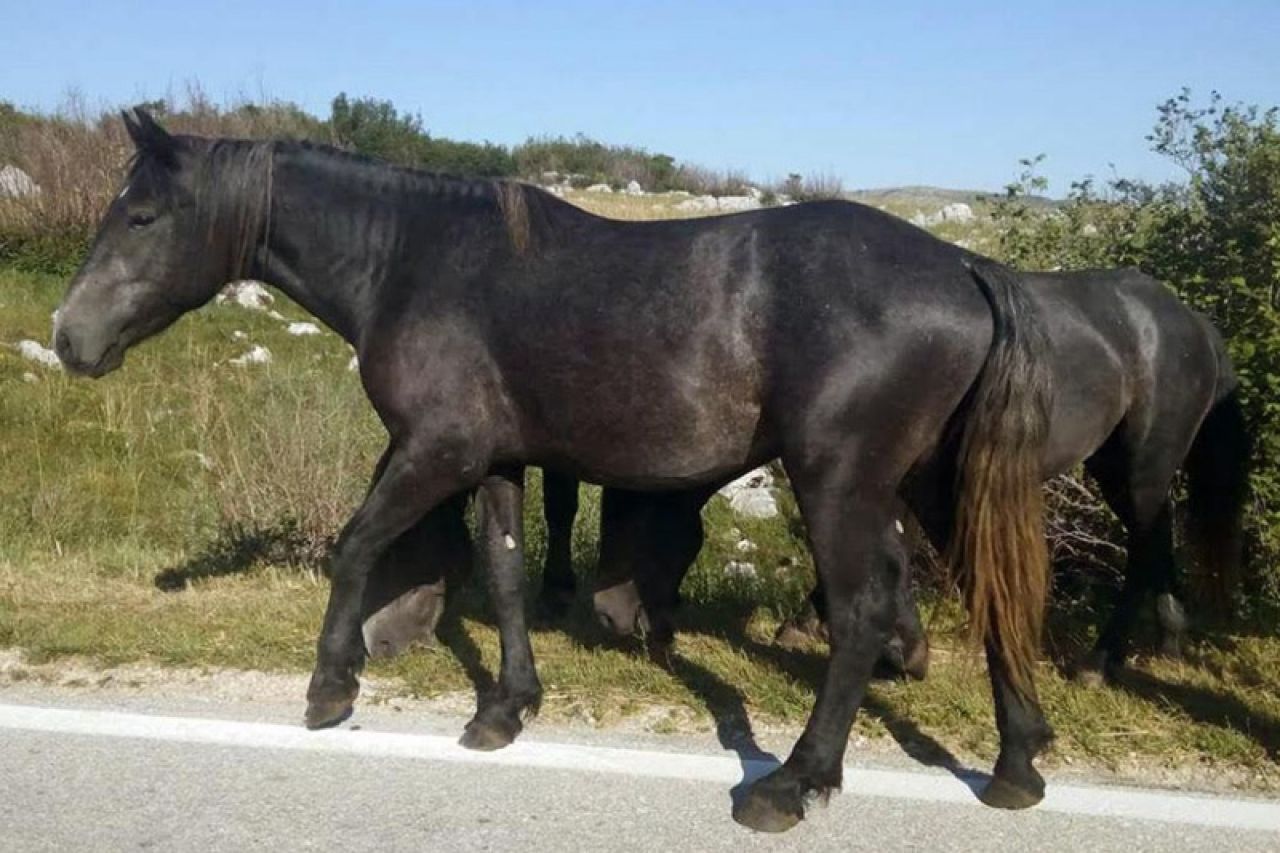 VIDEO | Šujica: Stotine divljih konja na cesti oduševile putnike