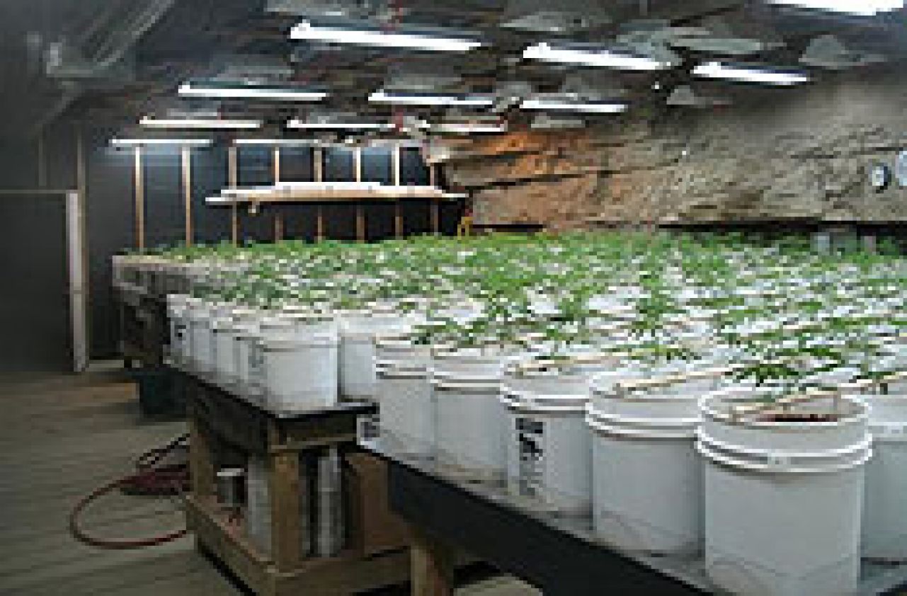 U Bijeljini otkriven improvizirani laboratorij za proizvodnju marihuane