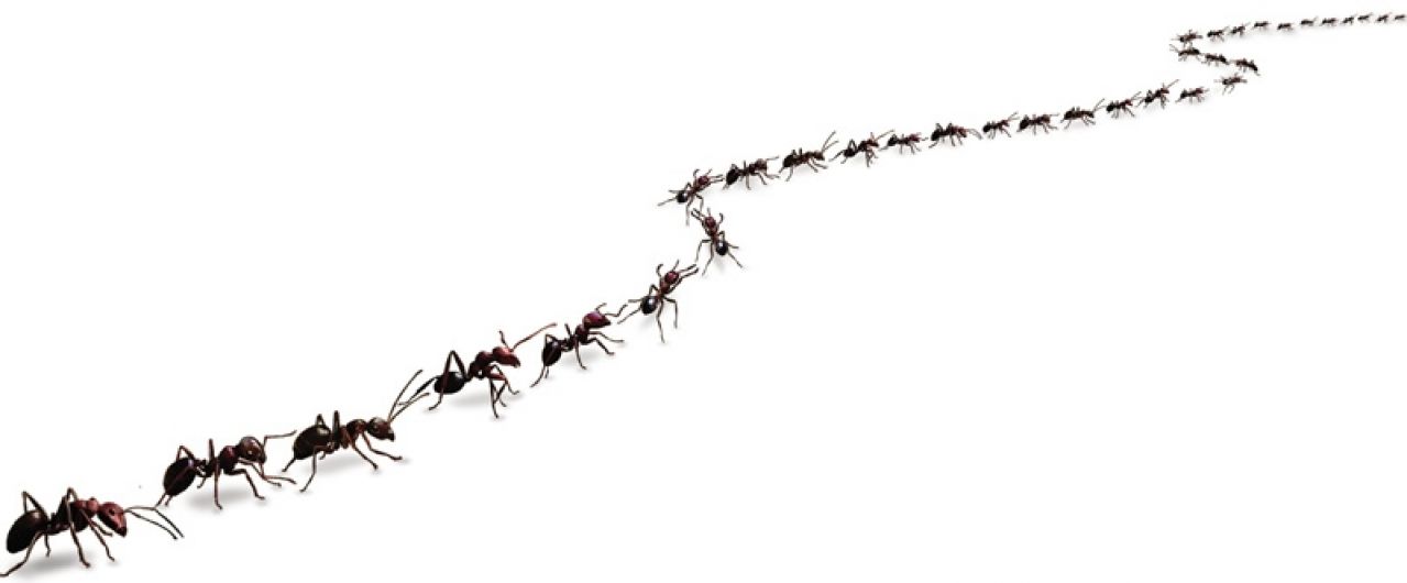 Prirodna sredstva: 8 trikova s kojima ćete se riješiti mrava u domu