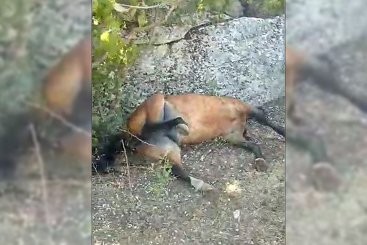 VIDEO | Mrtvi konji na Planinici iznad Mostara
