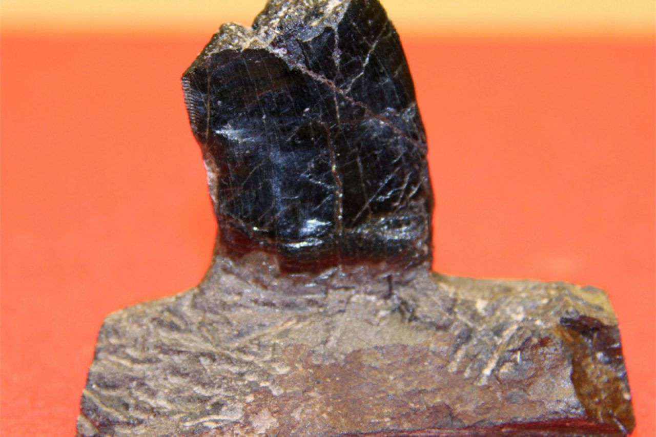 Japan: Pronađeni zubi dinosaura stari 81 milijun godina