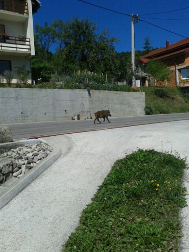U okolici Jablanice primijećen veći broj divljih svinja koje bježe od požara