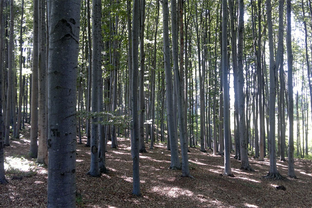 Slovenske bukove šume na popisu UNESCO-a