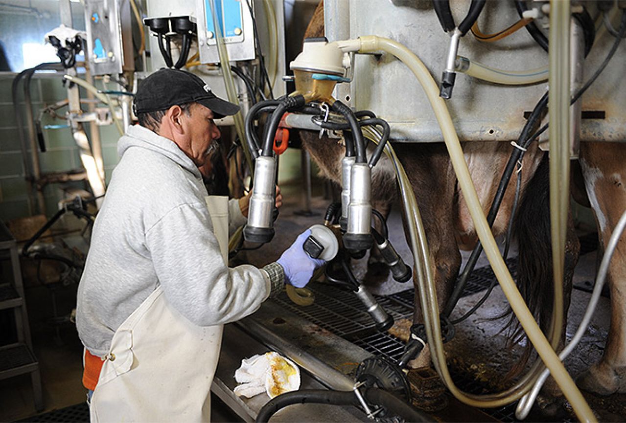 Više od 1.000 proizvođača mlijeka prestalo sa radom