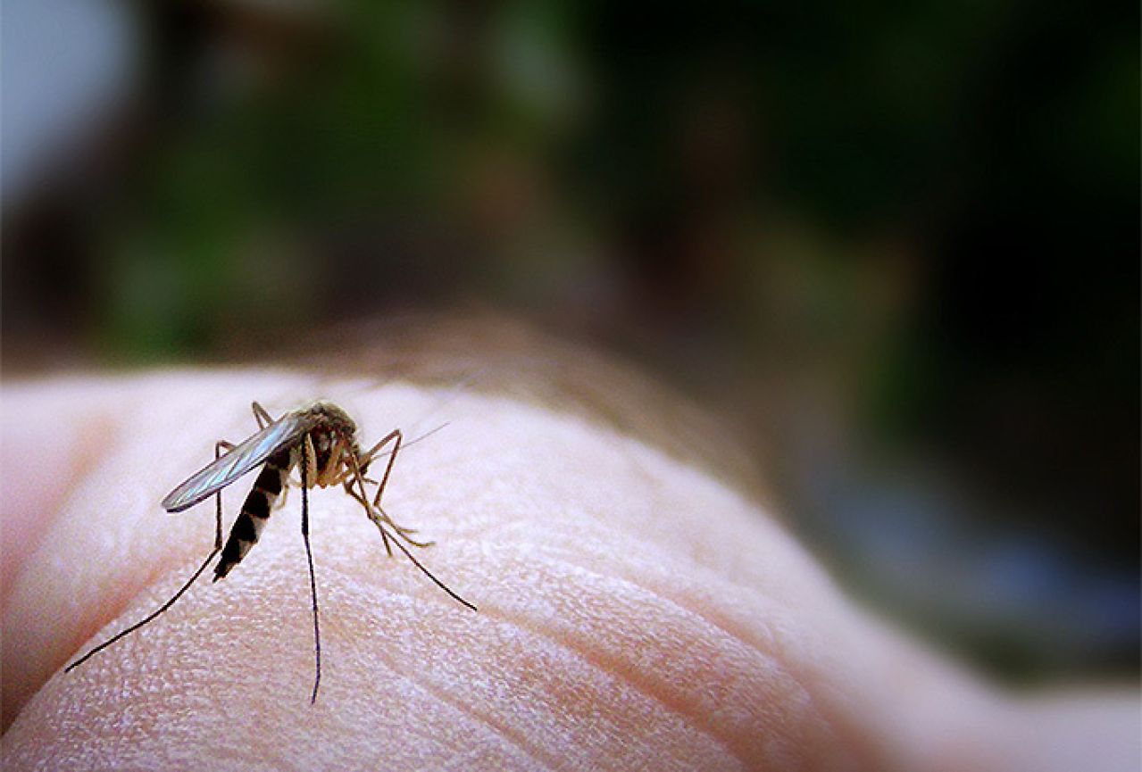 Devet stvari zbog kojih vas komarci više grizu