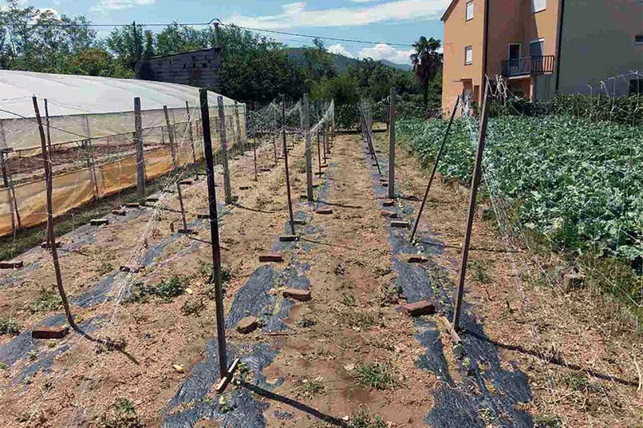 Kiša uništila sav trud poljoprivrednika u Čapljini