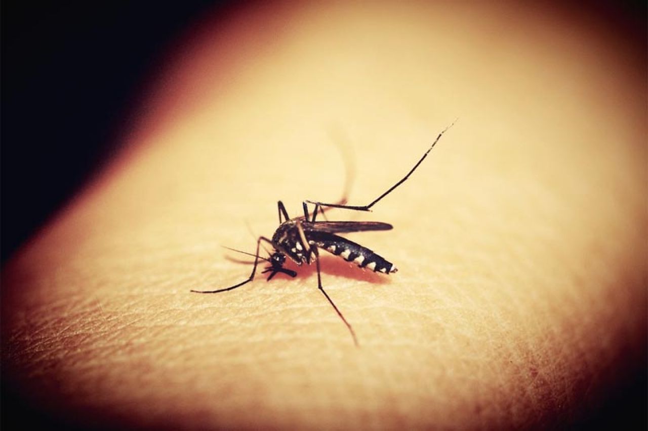 Zapis o komarcima