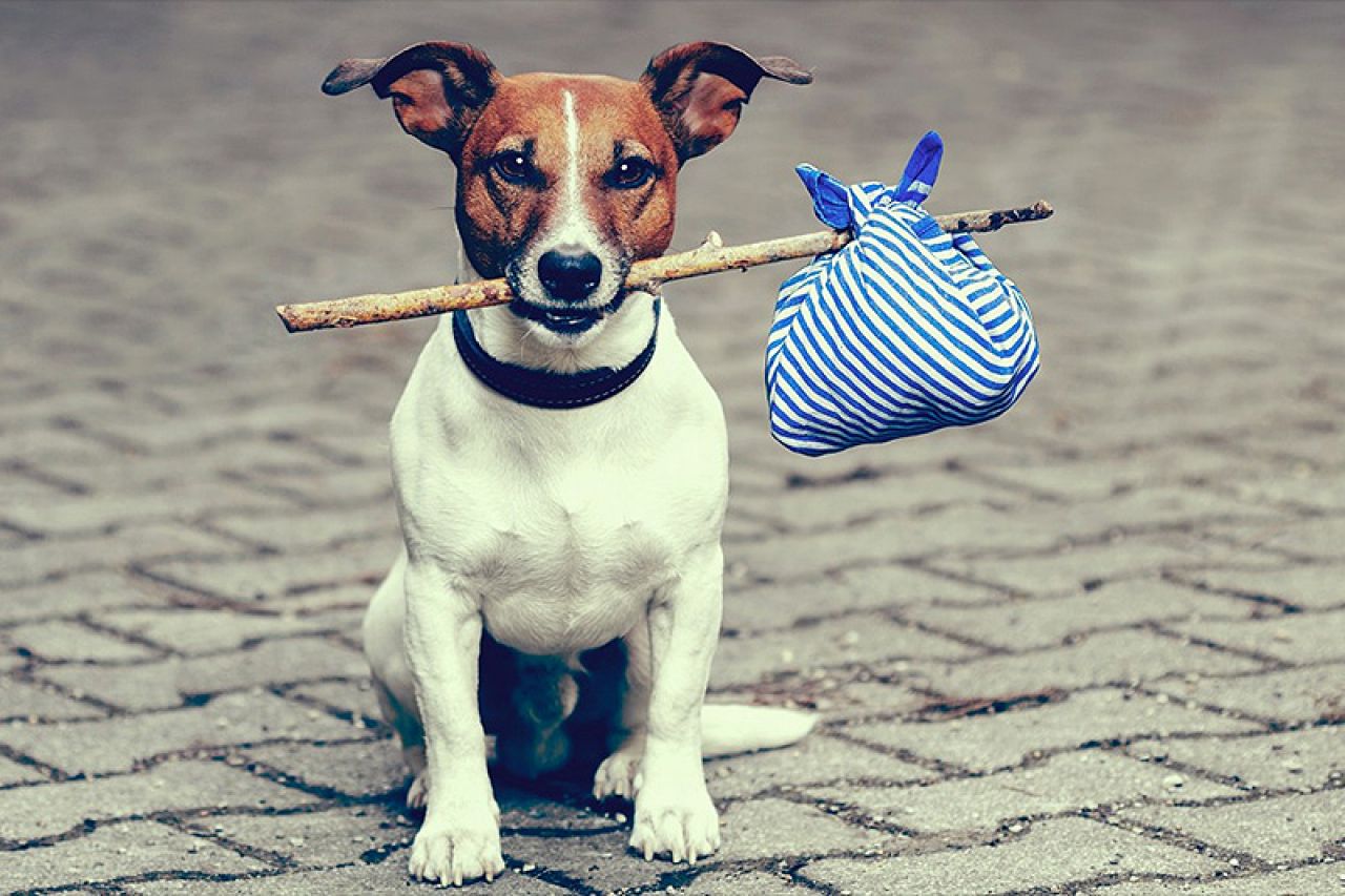 Ured za veterinarstvo BiH poziva - prijavite se i legalno udomljavajte pse u EU