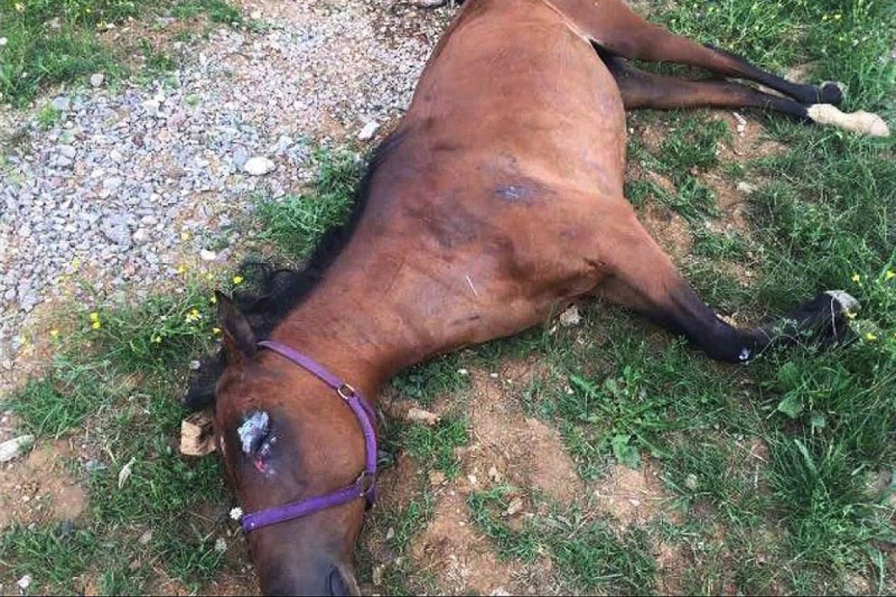 Istraga pokazala: Zukićev konj počinio samoubojstvo!