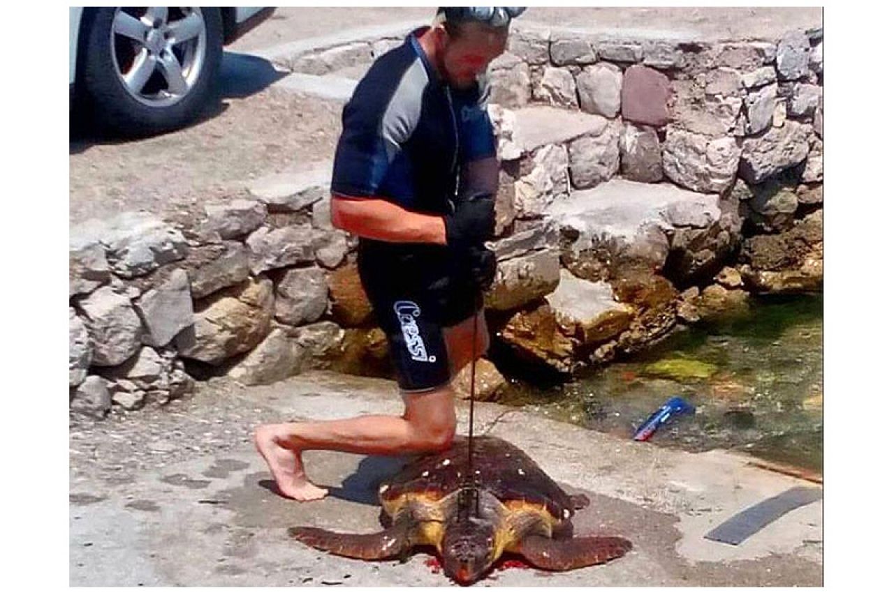 WWF oštro osuđuje incident namjernog ubijanja morske kornjače