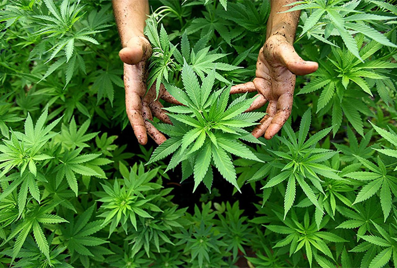 Ravno: Uhićeni u nasadu cannabisa