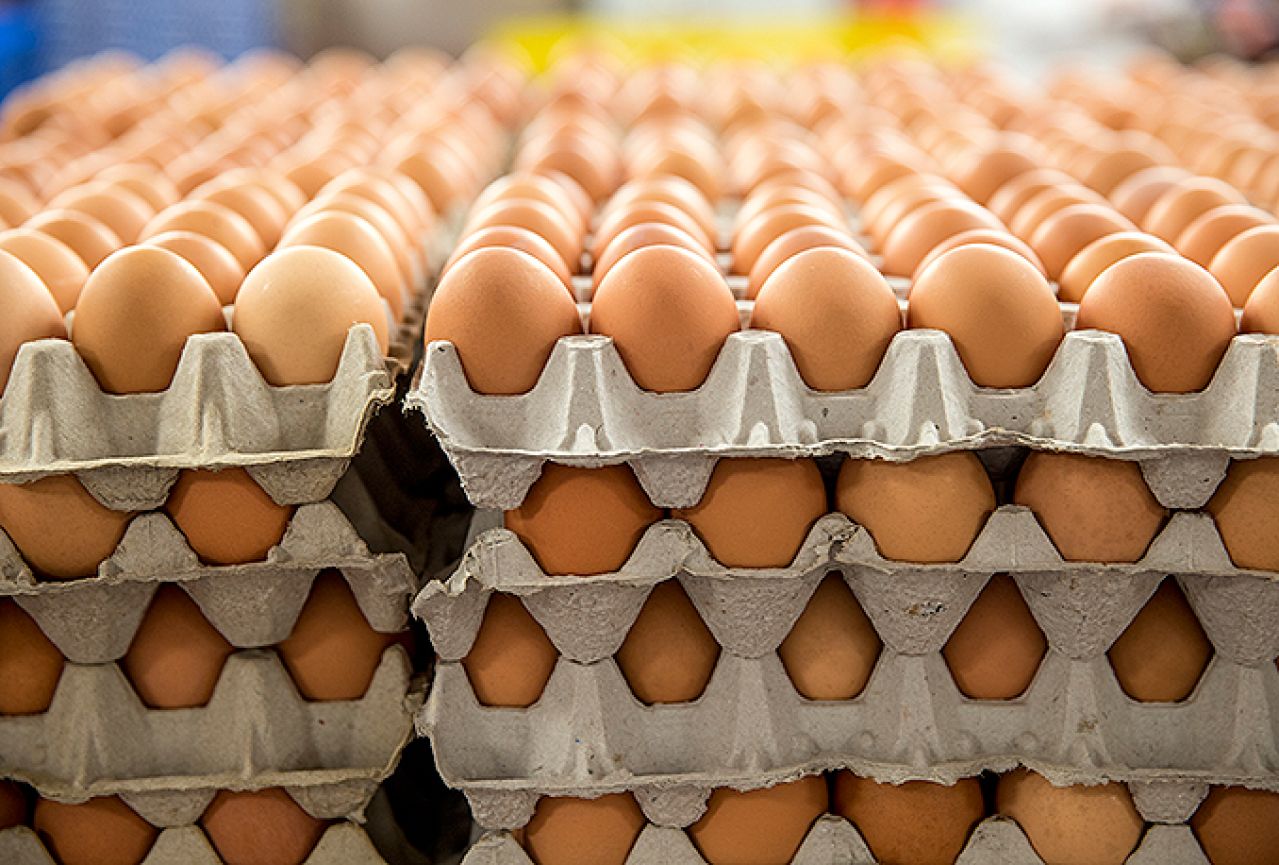 Prodano 250.000 zatrovanih jaja