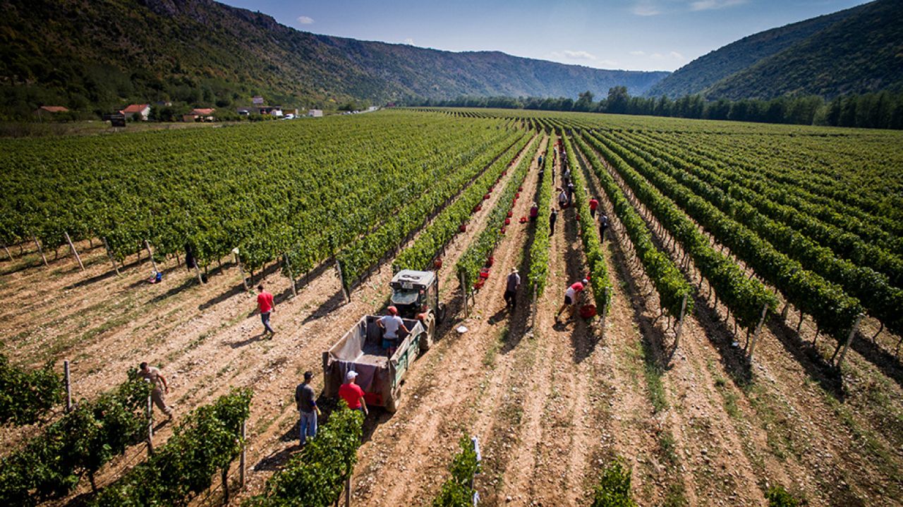 Hercegovina: Vinogradari očekuju dobru godinu
