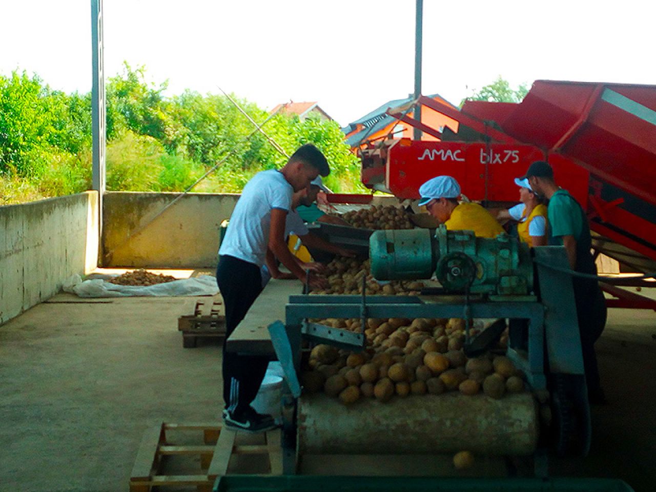 ''Semberka'' počela s otkupom prvih količina krumpira i povrća