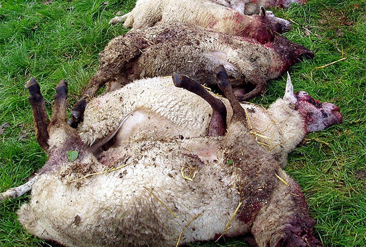 Žitomislići: Čopor pasa zaklao ovce