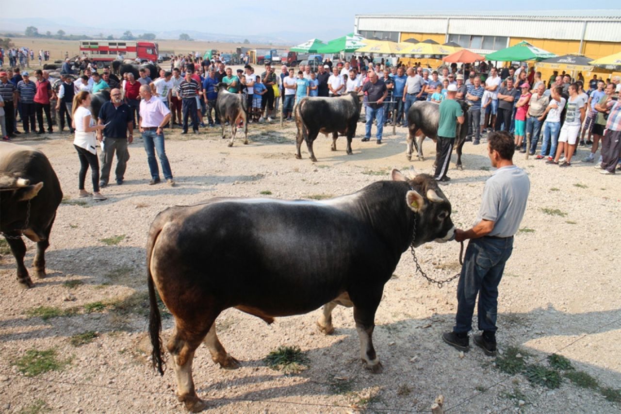 VIDEO | Gatačka korida: Nakon bikova potukli se i vlasnici