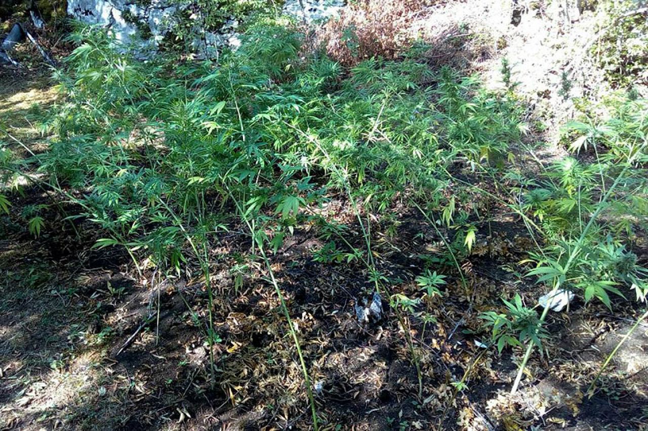 Policija potvrdila: Trojica Širokobriježana uzgajala 53 stabljike indijske konoplje