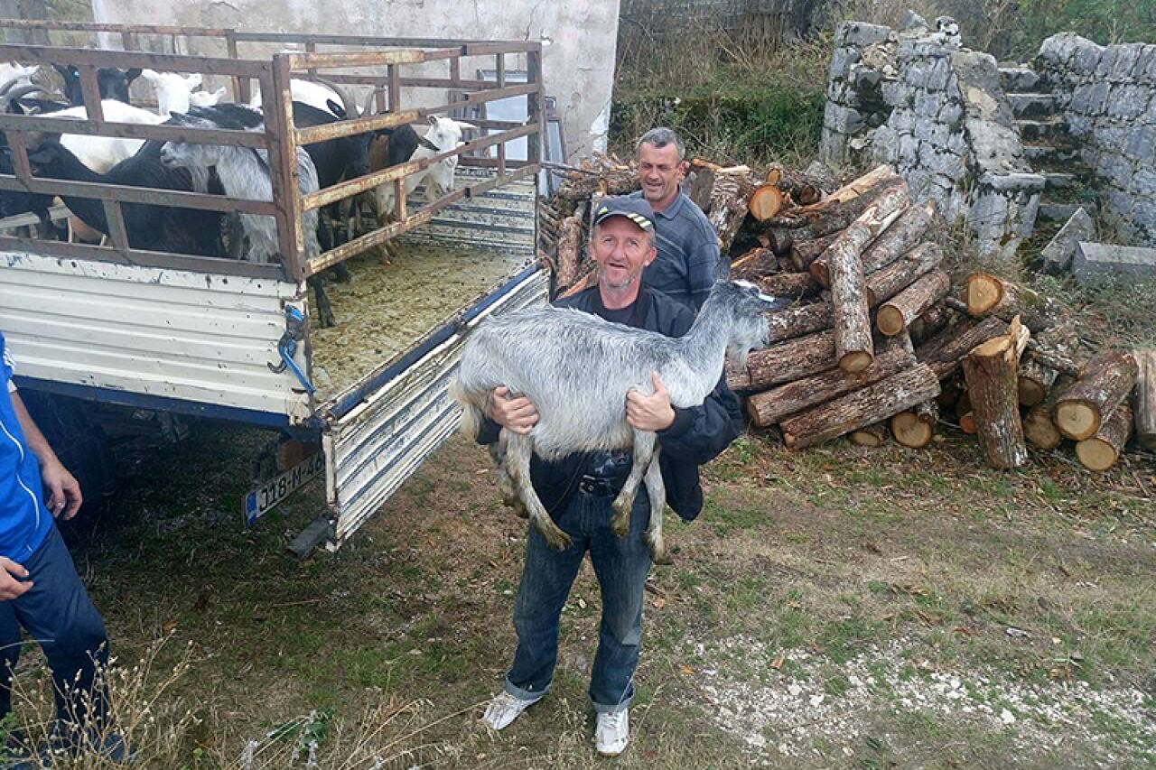 Pomoć iz Mostara: Donirano 20 koza i jarac povratnicima Bileće