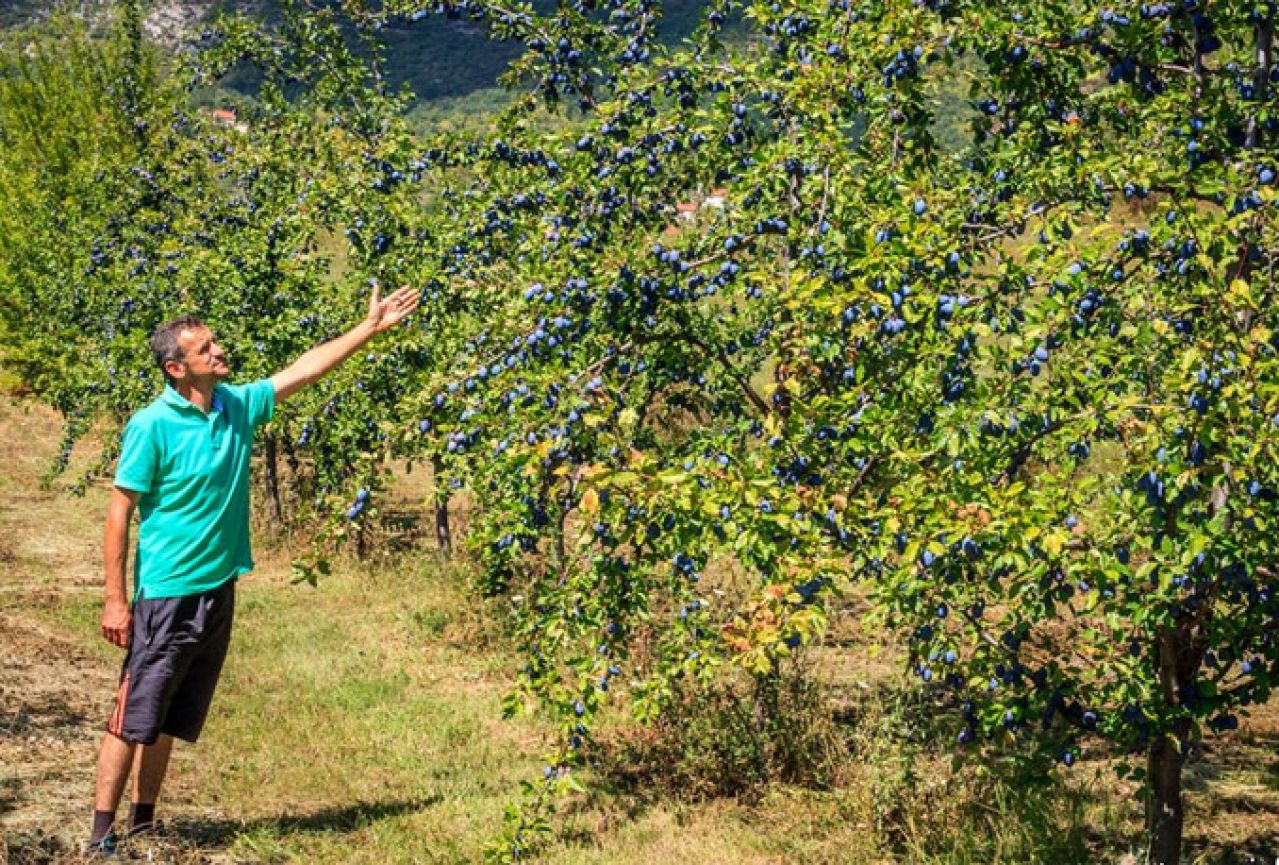 Odabrani poljoprivrednici općine Prozor-Rama za sadnju novih nasada šljiva