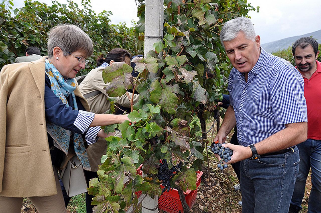Čović i veleposlanici na manifestaciji početka berbe grožđa