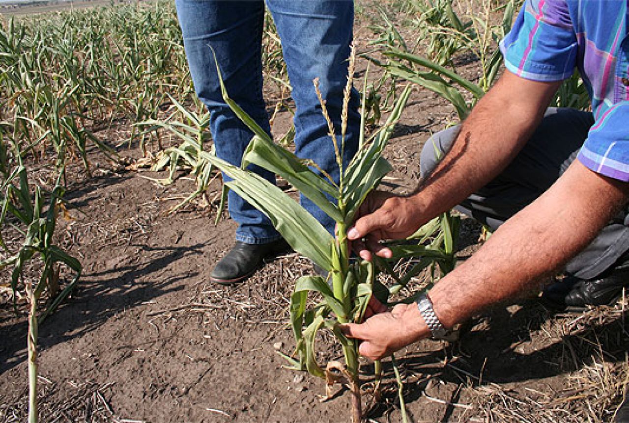 30 posto uzoraka kukuruza u Vojvodini zaraženo kancerogenim aflatoksinima